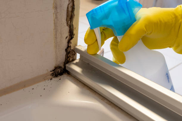 Mold Testing and Removal in Forestville, MD