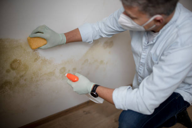 Best Mold Removal Company Near Me  in Forestville, MD