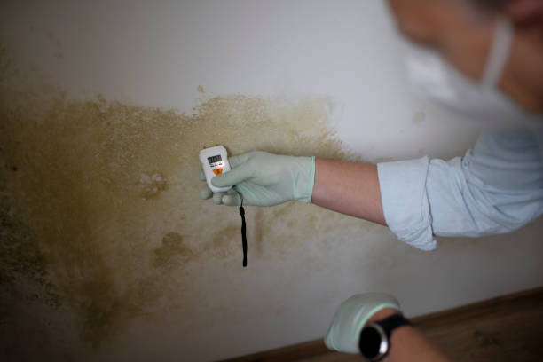 Reliable Forestville, MD Mold Removal Solutions