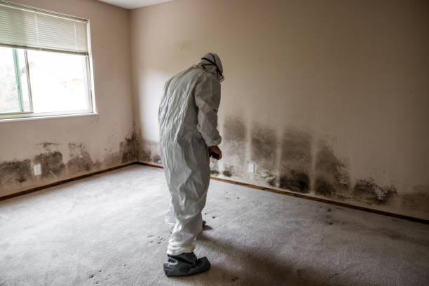 Best Mold Damage Repair  in Forestville, MD