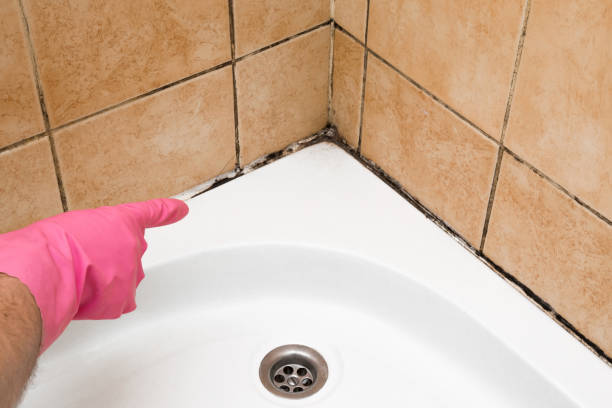 Best Black Mold Removal  in Forestville, MD